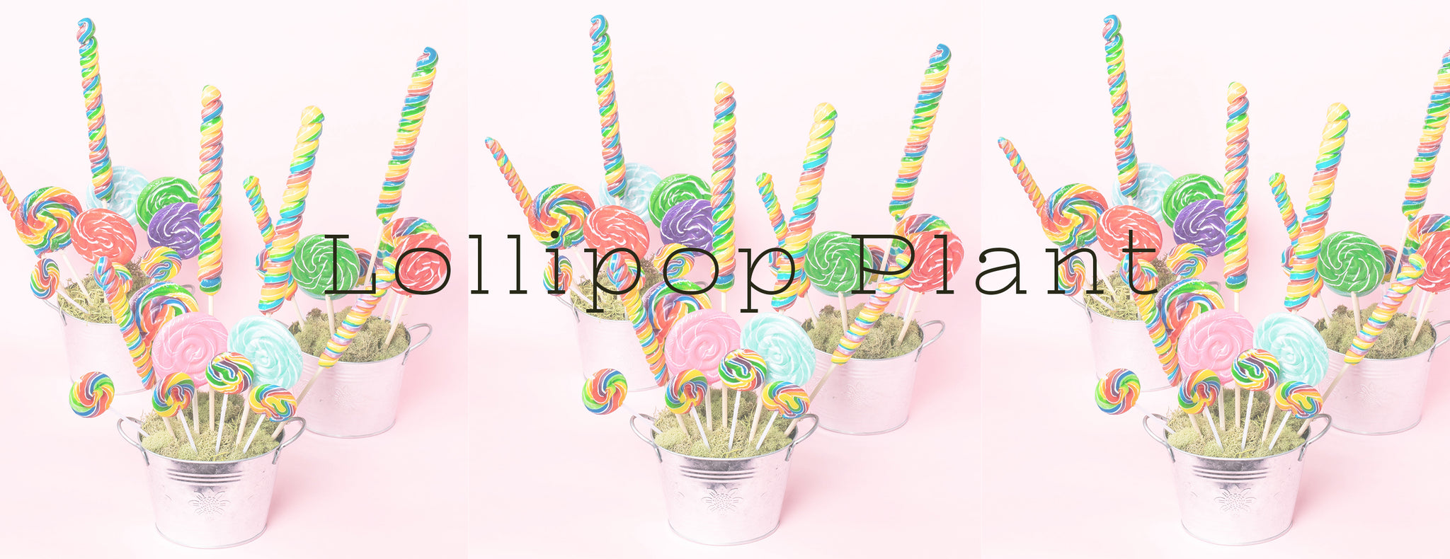 DIY - LOLLIPOP PLANT